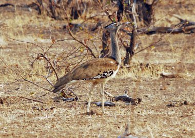 Afrika 'nın savanadaki kuşu