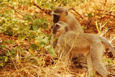 Sevimli babunları ve bebekleri