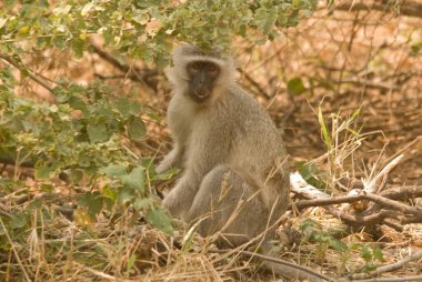 Afrika 'nın güneyindeki Kruger Park' ta babun