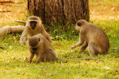 Hayvanat bahçesindeki maymunlar