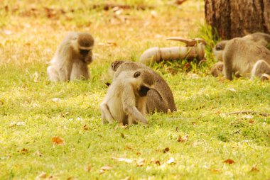 maymun ailesi vahşi doğada