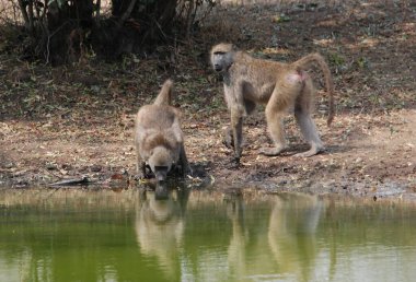 Hayvanat bahçesindeki maymun