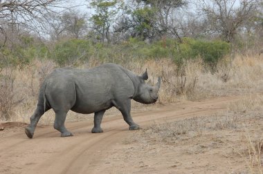 Savanada siyah bir gergedan