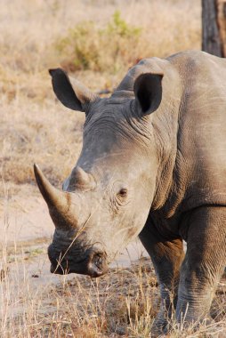 Kruger parkında beyaz gergedan