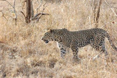 otların arasında yürüyüş leopar