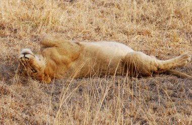Kenya savanındaki aslan