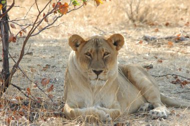 Aslan çimlerin kenarında yatıyor..