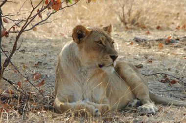 Kuru bir çimenlikte dinlenen aslan.