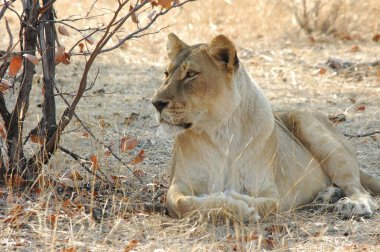Afrika 'da Namibya aslanı
