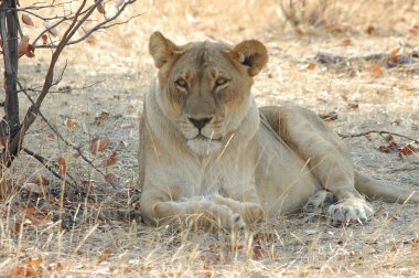Afrika savanındaki aslan.