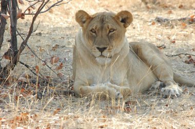 Afrika 'daki Kruger Ulusal Parkı' nda aslan var.