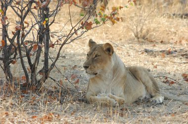 Afrika Vahşi Yaşam Hayvanı, Panthera Leo Erkek