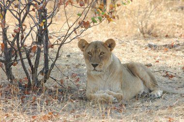 Afrika aslanı Güney Afrika 'daki Kruger Ulusal Parkı' nda.