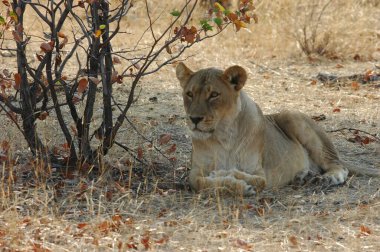 Afrika 'da vahşi Afrika' da aslan