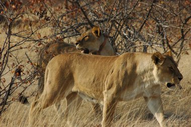 Hayvanat bahçesindeki aslanları