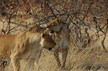 Namibya 'daki Etoşa Ulusal Parkı' nda aslanlar