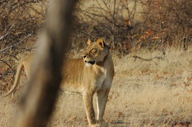 Zimbabwe savanındaki aslan.