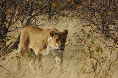 Parktaki bozkırda bir aslan