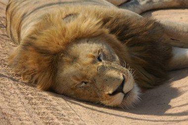 Namibya bozkırında bir aslan