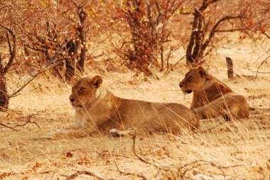 Kenya savanındaki aslanlar