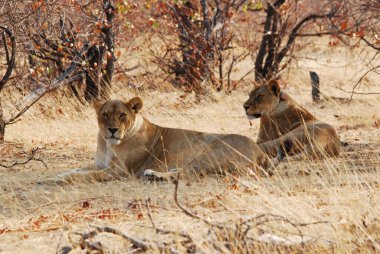 Afrika 'da Namibya aslanı