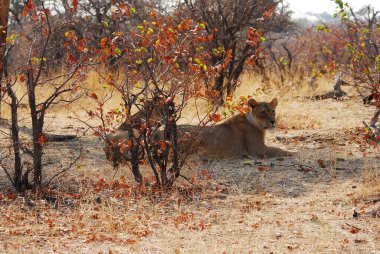 Etoşa Milli Parkı, Namibya 'da aslan (panthera leo)