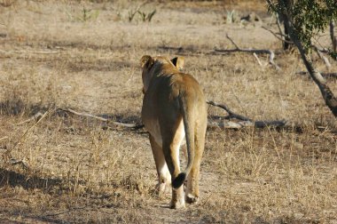 Kenya 'daki savanda aslanlar