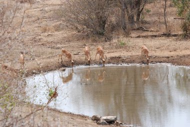 Afrika 'nın bozkırında bir grup vahşi hayvan
