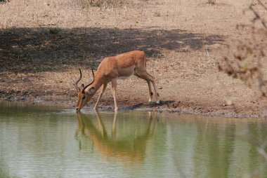 Sudaki bir geyiğin yakın plan fotoğrafı.