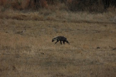 Ormanda vahşi bir kurt