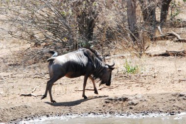 Etoşa Ulusal Parkı, Namibya 'daki Afrika antilopları