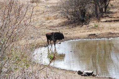 Afrikalı vahşi bufalo, syncerus cafica, Kruger Ulusal Parkı 'nda.