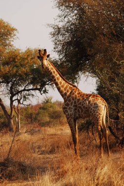 Vahşi Afrika 'daki zürafa.