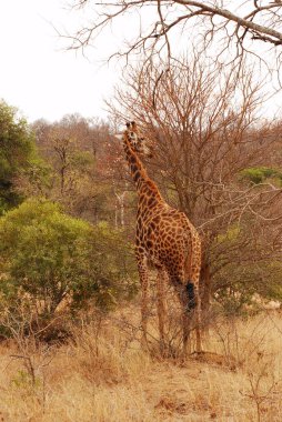 Parktaki savanada zürafa