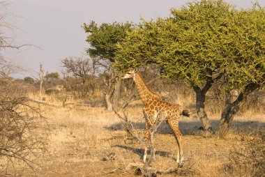 Zürafa (zürafa camelopardalis) Güney Afrika 'daki Kruger Park' ta