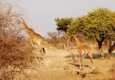 Afrikalı vahşi zürafa / züradalis opardalis cameldalis