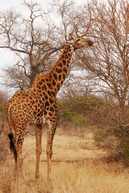 Afrika zürafası Kruger Ulusal Parkı, Güney Afrika