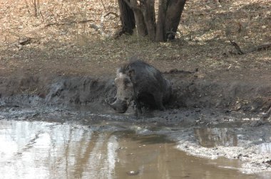 Ormanda küçük bir ayı