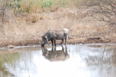 Suda bir at sürüsü