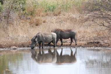 Vahşi Afrika savana Buffalo'da
