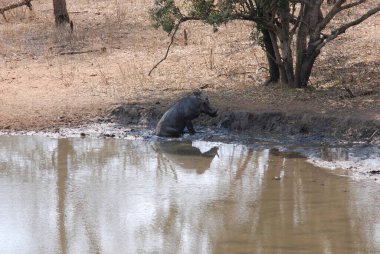 Nehir, nehrin ortasındaki bir su akıntısıdır.