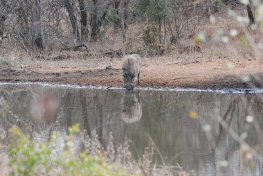 Afrika 'nın güneyindeki Kruger Ulusal Parkı' nda şirin bir Afrika filinin yakın plan fotoğrafı.