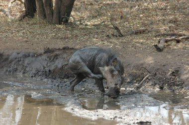 Çamurlu suyun çamurunda bir yaban domuzu