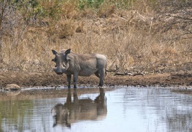 Suda genç bir gergedan