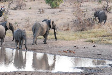 Su birikintisinde filler