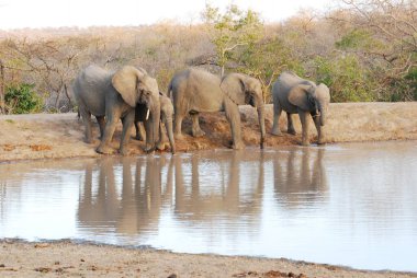 Afrika filleri içme suyu