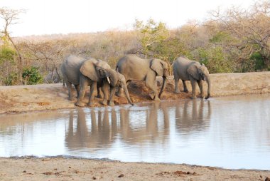 Afrika filleri Kruger National Park