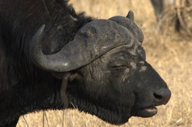 Tarladaki büyük bufalo.