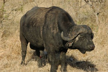 Afrika bozkırında büyük siyah bir bufalo..