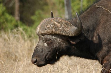 Afrika bufalosu, syncerus cafus, erkek